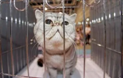 Gato De Matt2