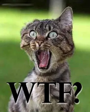Wtf Scary Cat2